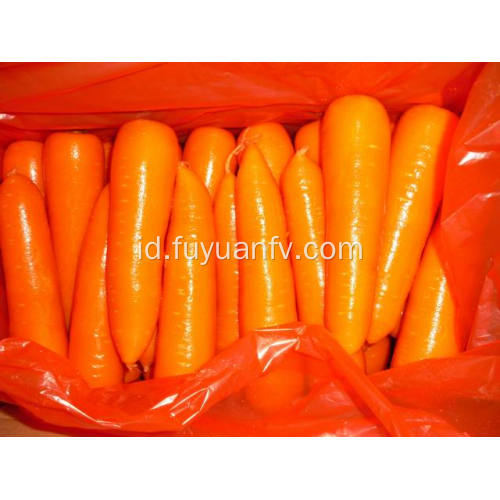 XIAMEN 316 CARROT TERBAIK